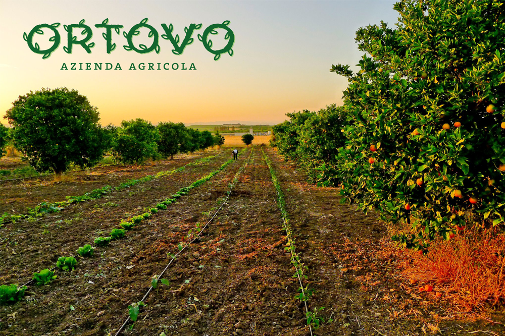 ortovo-logo-design-branding-sicilia-biologico-organico-productos-diseño-barcelona